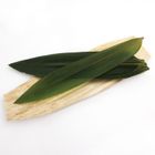 Fresh Bamboo Leaves