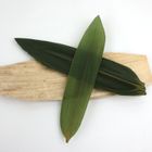 Fresh Bamboo Leaves