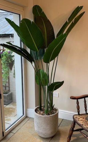 Statement Artificial Plants