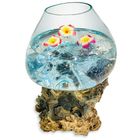 Root with Glass Bowl extra extra large