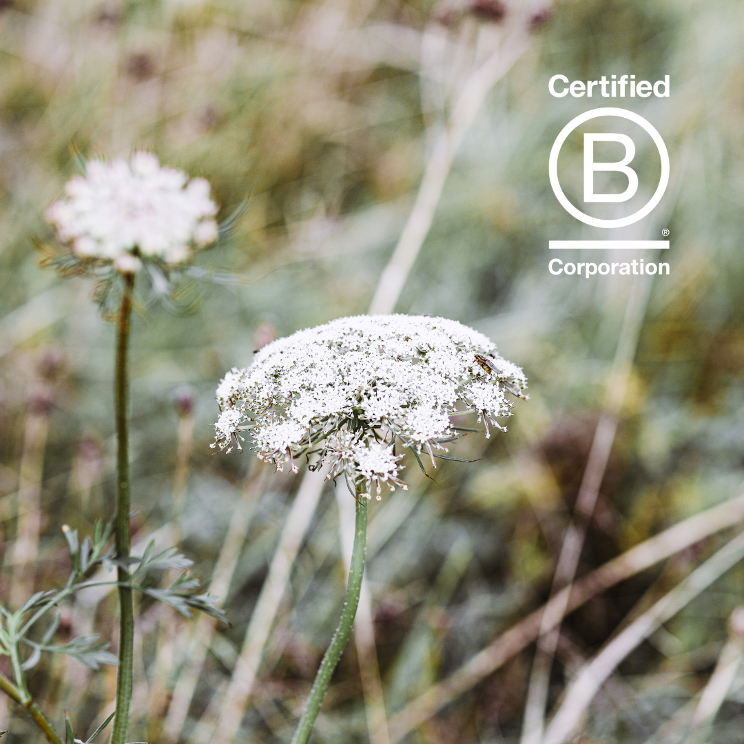 St. Eval Becomes Certified B Corp
