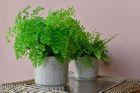 New indoor plant pots by Burgon & Ball