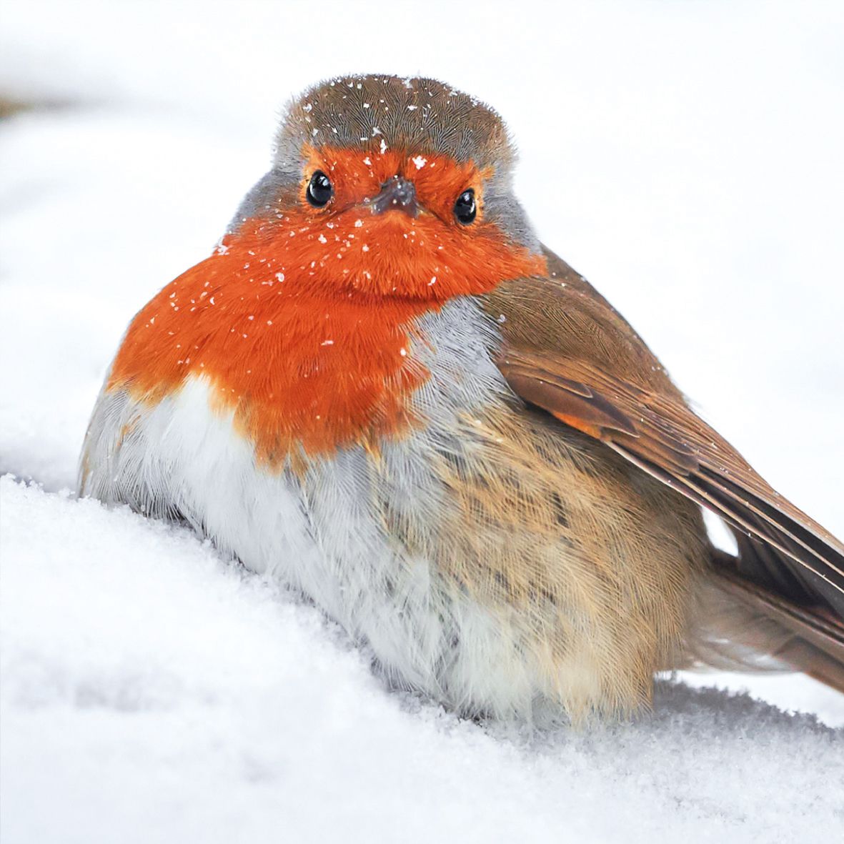 The Wildlife Trusts Charity Christmas Cards