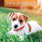 New Dog breeds calendars 2023