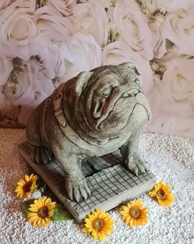 Extra large Bulldog
