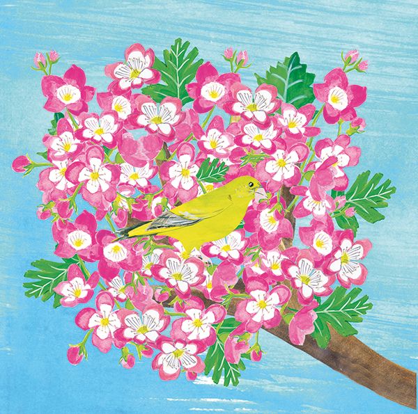 Trees: Hawthorn (Pop-Up Card)