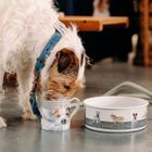 Pet Accessories