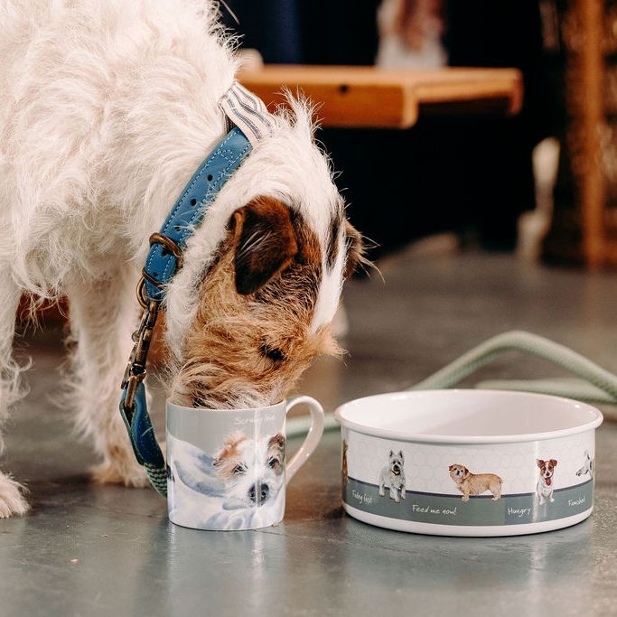Pet Accessories