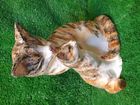 NEW BABBACOMBE CAT & KITTEN