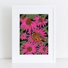 Painted Lady Greeting Card and Art Print
