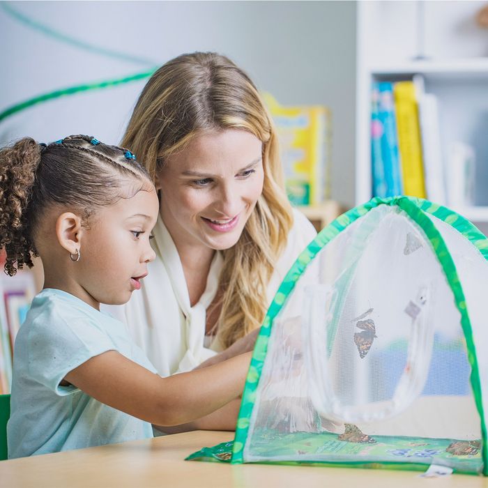 Butterfly Garden Home School Edition