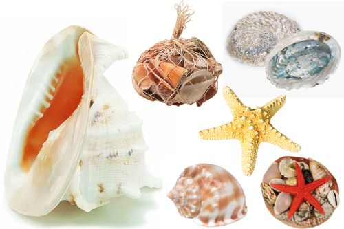 Seashells