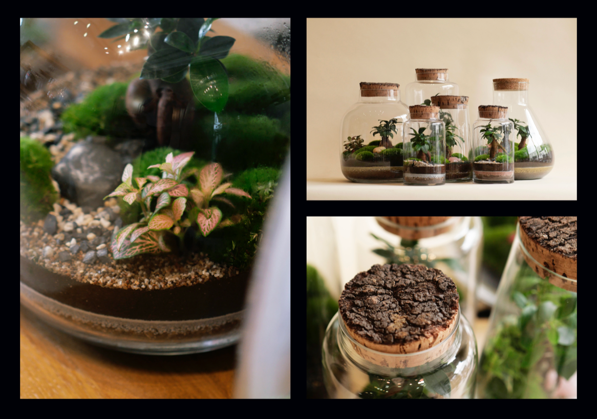 Niwa Terrariums / Hydro Herb