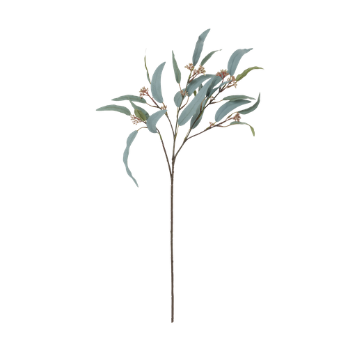 Eucalyptus Nicolii Sage