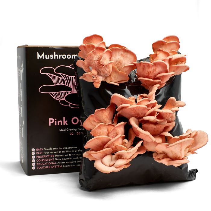 Pink Oyster Mushroom Growing Kit