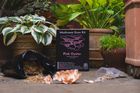 Pink Oyster Mushroom Growing Kit