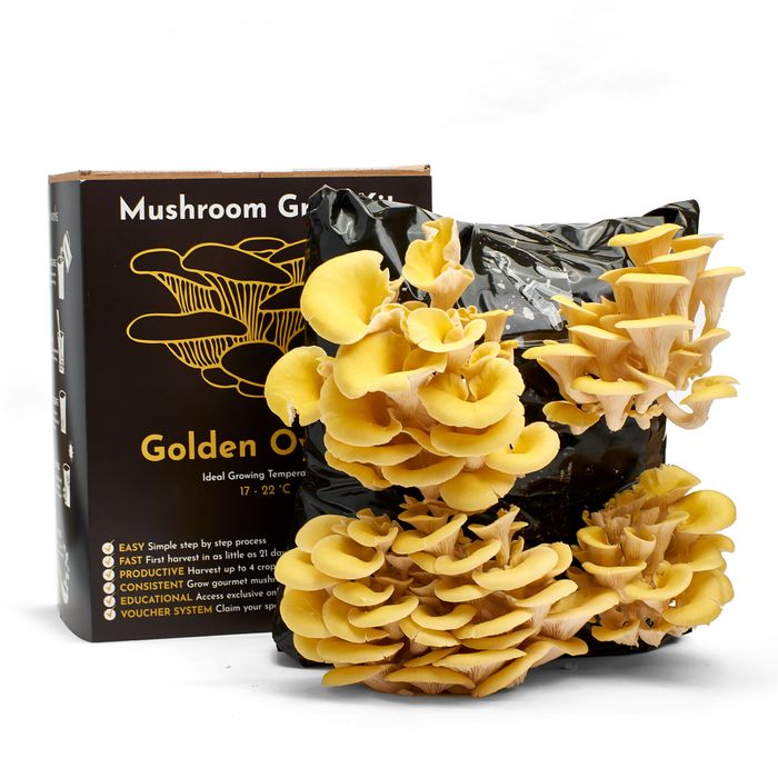 Golden Oyster Mushroom Growing Kt