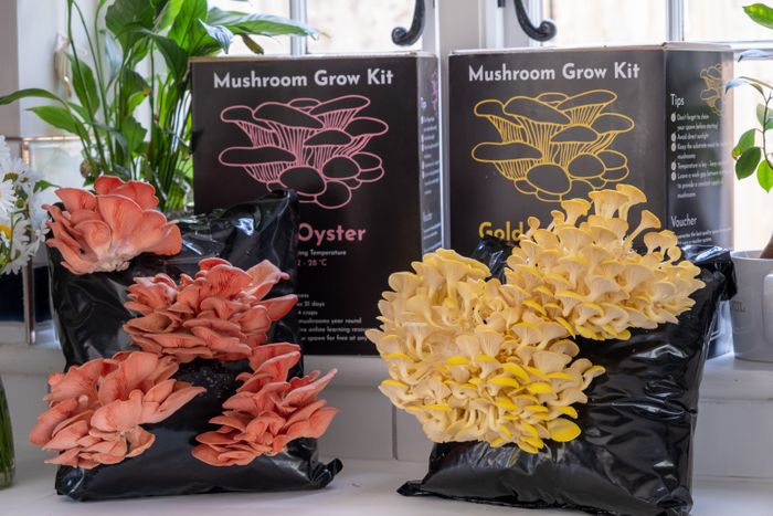 Golden Oyster Mushroom Growing Kt