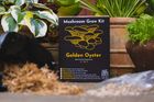 Golden Oyster Mushroom Growing Kt