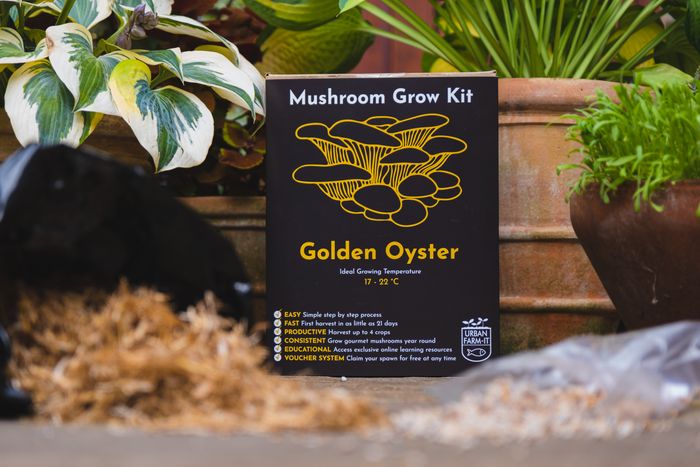 Golden Oyster Mushroom Growing Kt