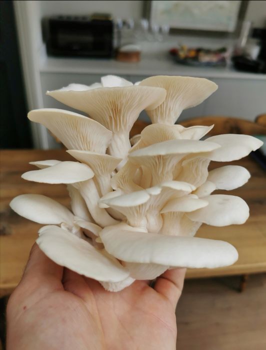 White Oyster Mushroom Growing Kit