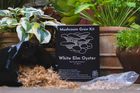 White Oyster Mushroom Growing Kit