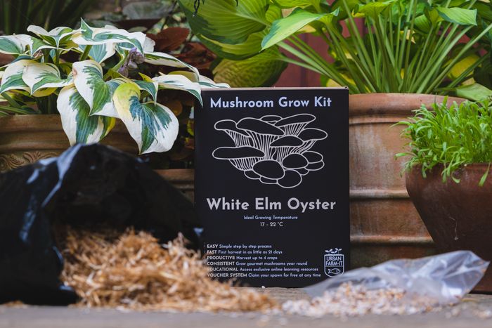 White Oyster Mushroom Growing Kit