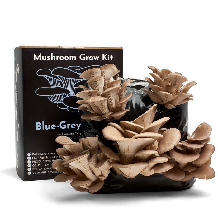 Blue-Grey Oyster Mushroom Growing Kit