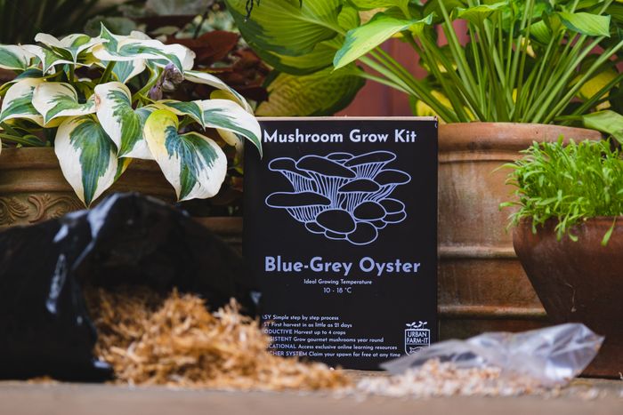 Blue-Grey Oyster Mushroom Growing Kit