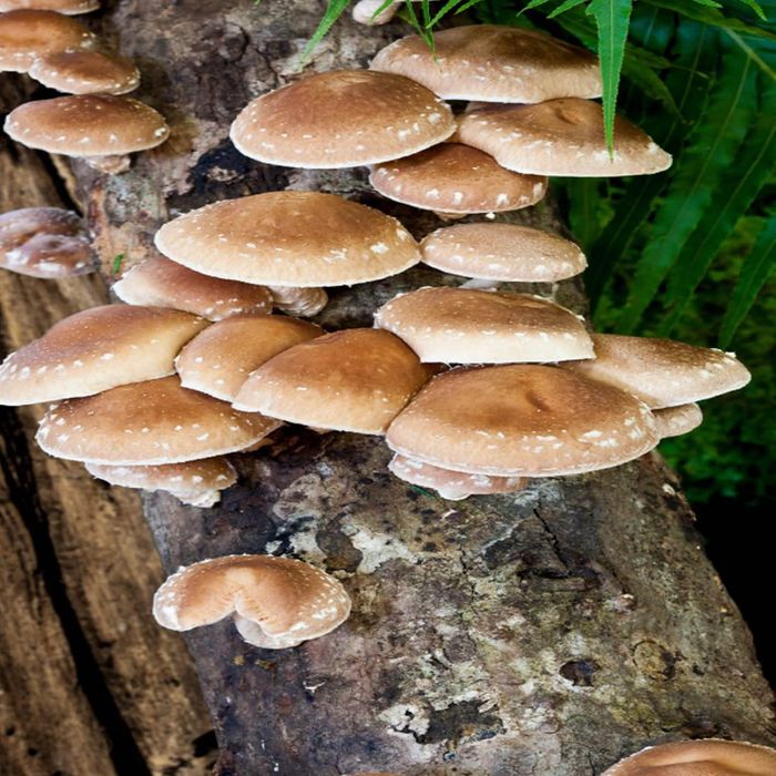 Shiitake Mushroom Log Growing Kit