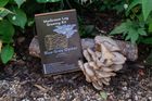 Blue-Grey Oyster Mushroom Log Growing Kit