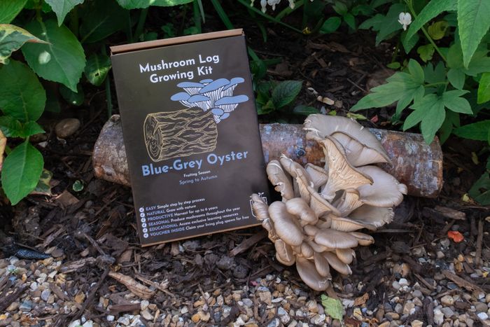 Blue-Grey Oyster Mushroom Log Growing Kit