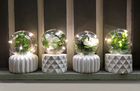 The Plant Lamps