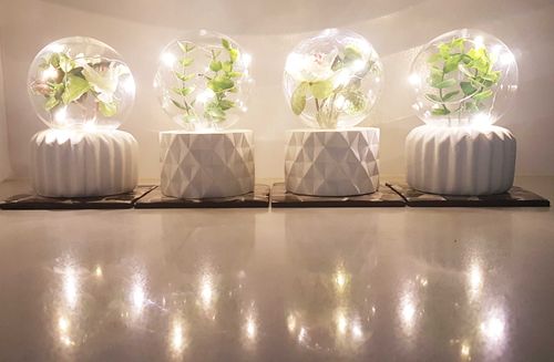 The Plant Lamps