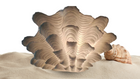 Ocean Allure Lamp