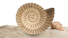 Ocean Allure Lamp