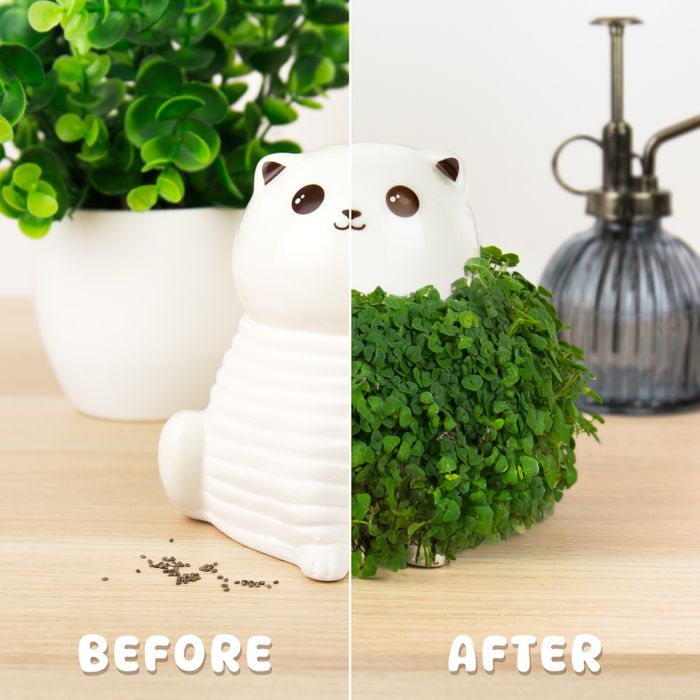 CAT CHIA PLANTER AW25