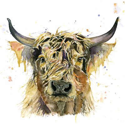 'Stan' Highland cow