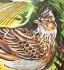Skylark Greeting Card