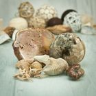 Crystals & Fossils
