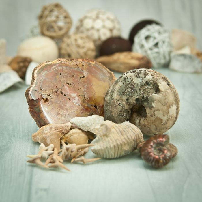 Crystals & Fossils