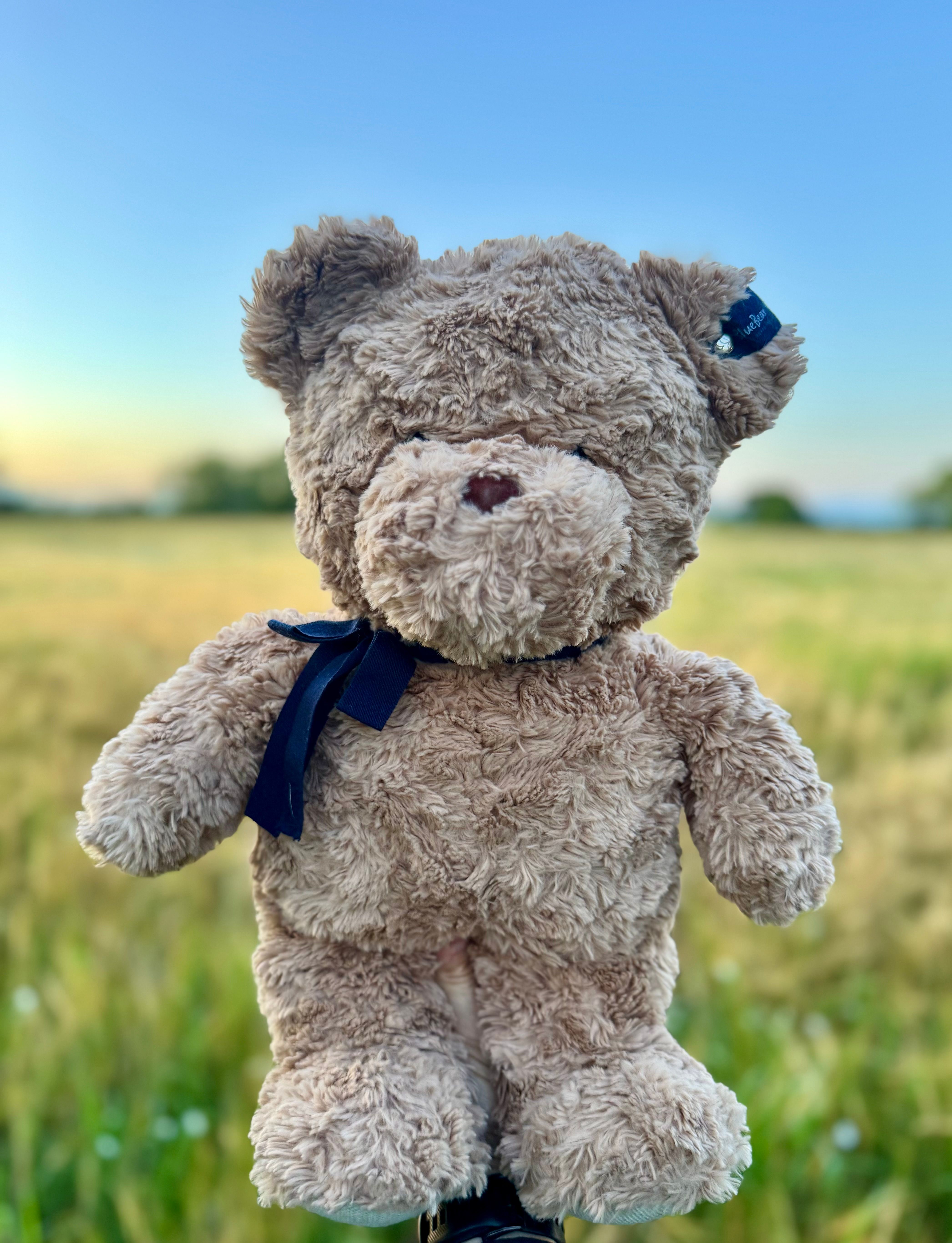 Brown Bear