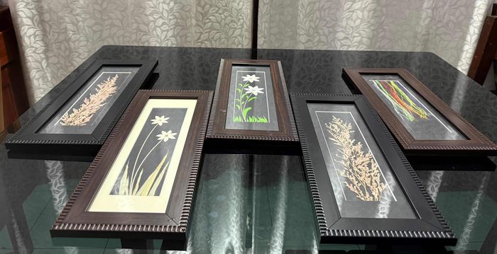 Herbarium plants for show piece
