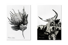 Kitchen Towels: Fauna & Fur