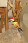 Ceramic Birds