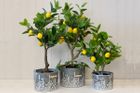 Indoor and Outdoor Zinc Planters
