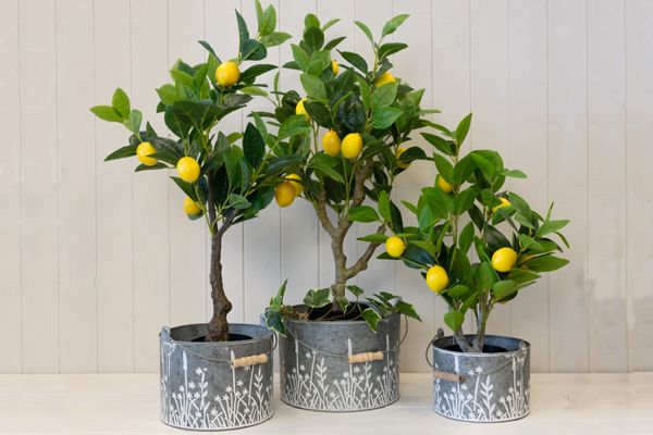Indoor and Outdoor Zinc Planters