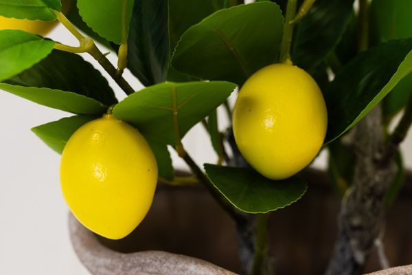 Artificial Lemon and Olive Trees