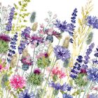 Fiona Calder greeting cards range