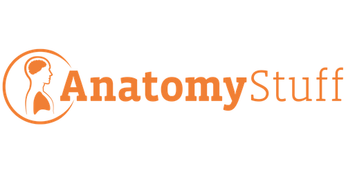 AnatomyStuff